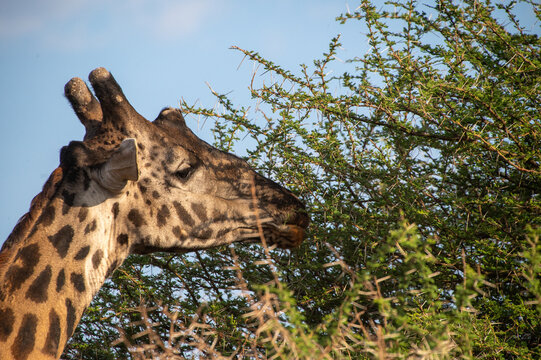 girafa