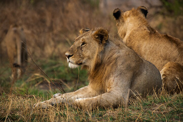 Leones