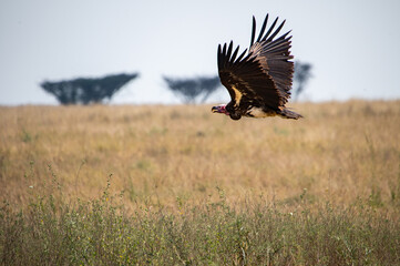 buitre volando