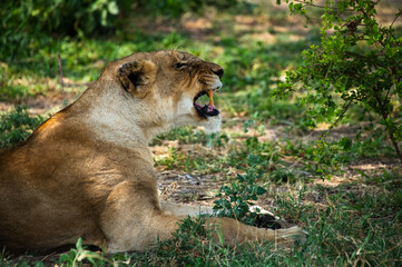 Leones