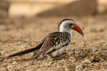 toco piquirrojo