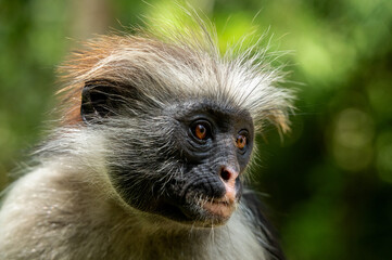 Mono colobo rojo de Zanzibar