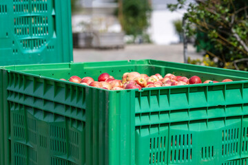 Apfelernte- grüne Plastikkiste voller roter Äpfel bereit zum Abtarnsport