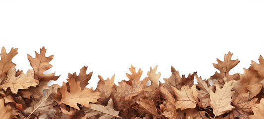 Seamless Horizontal auntumn maple Leaves boarder  isolated on transparent background
