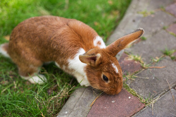 Cute red rabbit eating grass on the park at a Summer's day. Summertime.