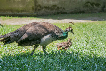 Female peacock (hen) with chick, Jardim do palacio de cristal, Porto