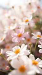 Soft Focus White and Pink Flowers in a Field