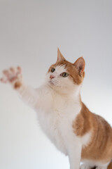 おもちゃで遊ぶ可愛い猫　茶トラ白