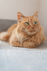 ソファーの上でくつろぐ猫　茶トラ猫