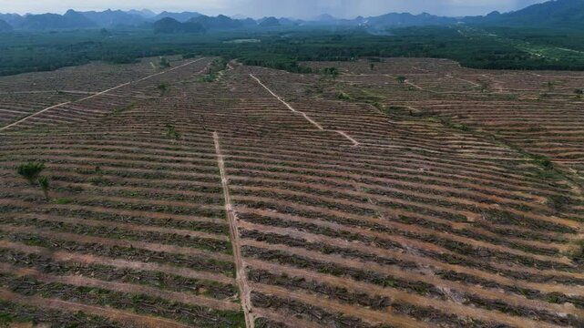 exploitation and deforestation disaster patch Deforestation in pristine environment, drone view of permanent ecological damage