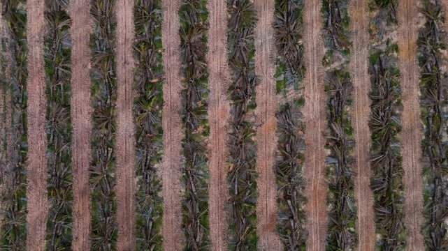 exploitation and deforestation disaster patch Deforestation in pristine environment, drone view of permanent ecological damage