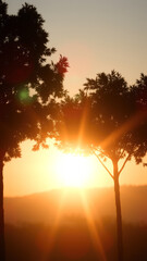 Naklejka premium Sunbeams Through Silhouetted Trees
