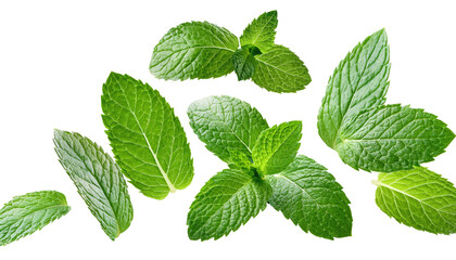 Falling Mint Leaves, Spearmint Isolated on Transparent Background, PNG File