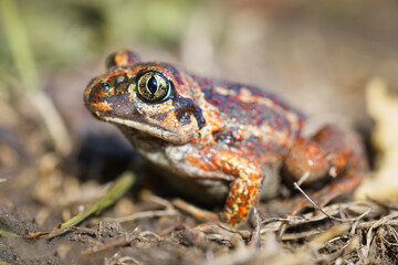 A toad in the middle of bright green leaves.