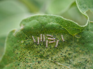 Leaf miner on green leaf eggplant is plant insect pest. Insecticide product concept. Closeup photo,...