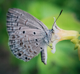 butterfly on a flower.