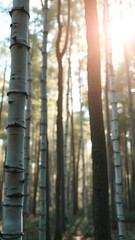 Sunbeams through the Forest