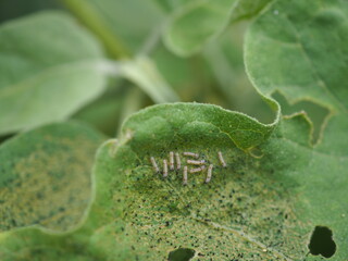 Leaf miner on green leaf eggplant is plant insect pest. Insecticide product concept. Closeup photo,...