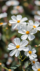 White Cosmos Flowers in Soft Focus