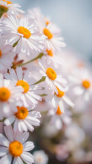 Obraz premium Delicate White Daisies with Yellow Centers