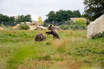 Ours Boissi&egrave;re
