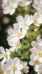 Obraz premium Delicate White Flowers in a Garden