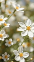 Fototapeta premium Close Up of White Flower with Yellow Center