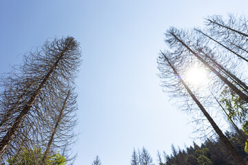 From lush to lifeless: a powerful image of the Dolomites' dying forests, ravaged by bark beetles and past storms.