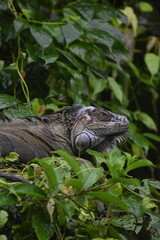 iguana in the tree