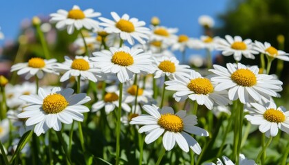 Fototapeta premium Abstract Daisy and Cosmos Flowers: Vibrant Spring Botanical Illustration. Minimalist Floral Composition with Elegant Design Elements and Gradient Textures. Creative Marketing Template for Seasonal Cam