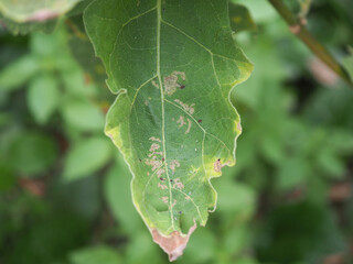 Leaf miner on green leaf eggplant is plant insect pest. Insecticide product concept. Closeup photo, blurred.