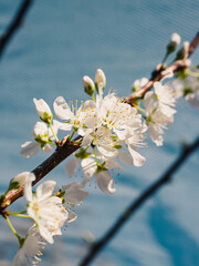 Spring blossom