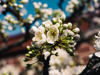 Spring blossom