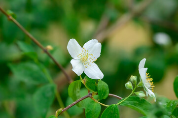 Kwitnący jaśmin w ogrodzie © Paweł Kacperek