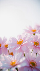 Pink Daisy Flower Macro Closeup