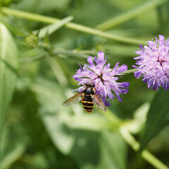 (Sericomyia silentis) Séricomye silencieuse, insecte diptère rare butinant le nectar d'une fleur de scabieuse colombaire (Scabiosa columbaria)
