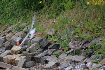 common tern