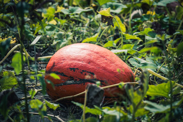 pumpkin growing in the garden