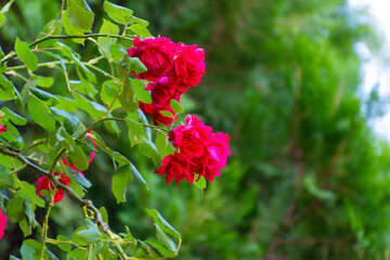 red rose bush