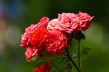 red rose in garden