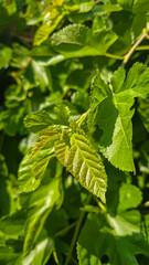 Green plants on a summer cottage. Pear fruit. Mulberry leaves. Summer concept