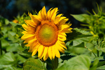 sunflower in the garden