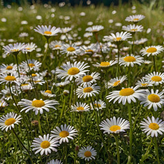 Fototapeta premium Nature beauty in colors meadow daisy blossom