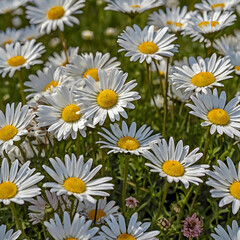 Fototapeta premium Nature beauty in colors meadow daisy blossom