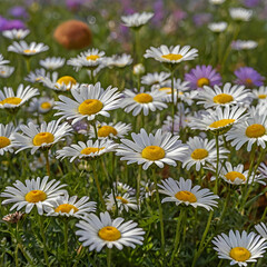 Obraz premium Nature beauty in colors meadow daisy blossom