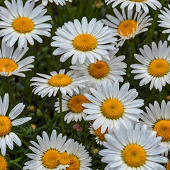 Obraz premium Nature beauty in colors meadow daisy blossom