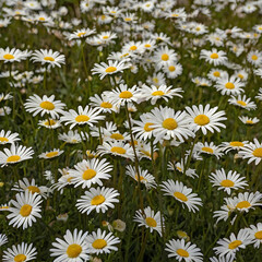 Fototapeta premium Nature beauty in colors meadow daisy blossom