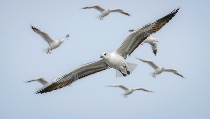Obraz premium Seagulls flying in the blue sky as a background.