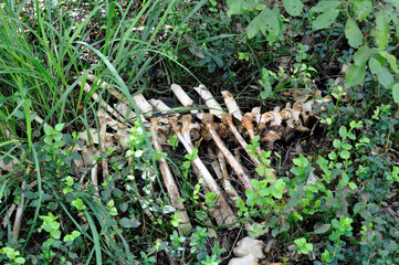 Skeleton of a dead dog or wolf in tall grass