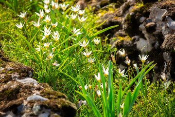 Spring flowers under the rays of sunlight. Snowdrops close-up. Beautiful landscape of nature. Hi spring. Beautiful flowers on a green meadow.